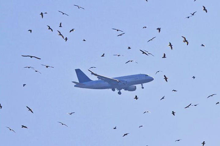 5 минут страха в небе над Иркутском: 140 пассажиров и экипаж едва не врезались в землю из-за стаи птиц