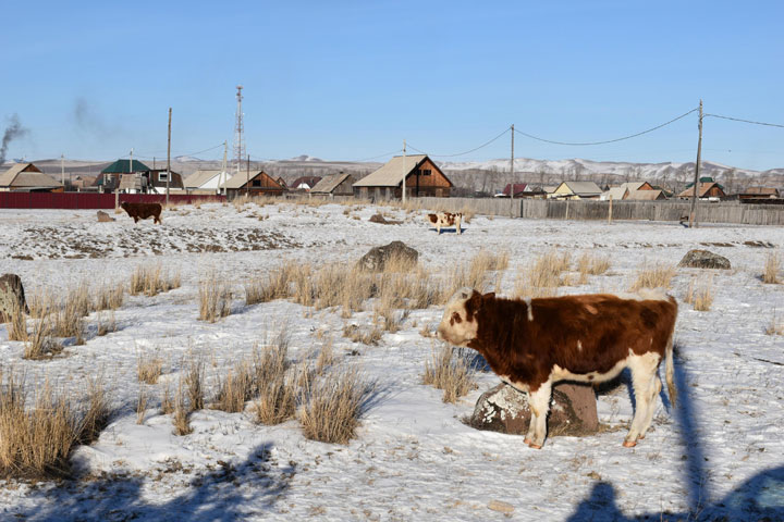 В Хакасии необходима стопроцентная вакцинация поголовья скота