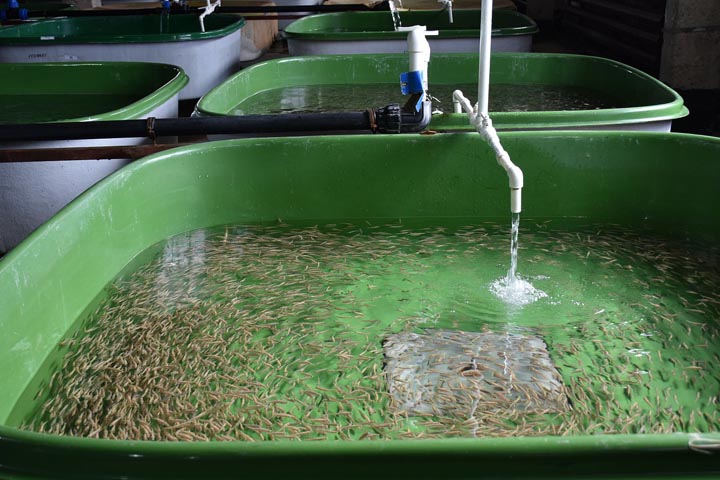 Белоярский рыбозавод поможет фермерам Хакасии в рыборазведении