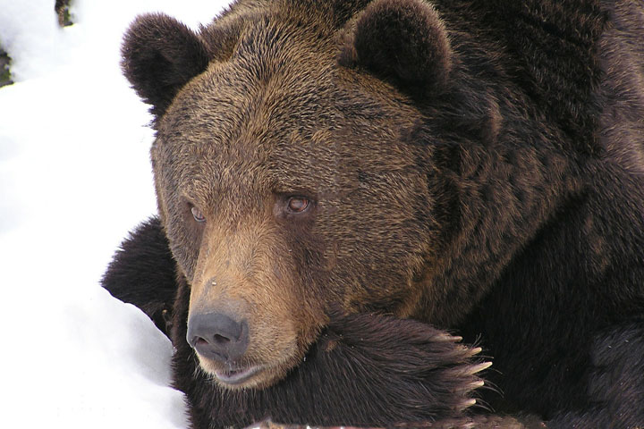 Медведь-шатун насмерть задрал лесничего  