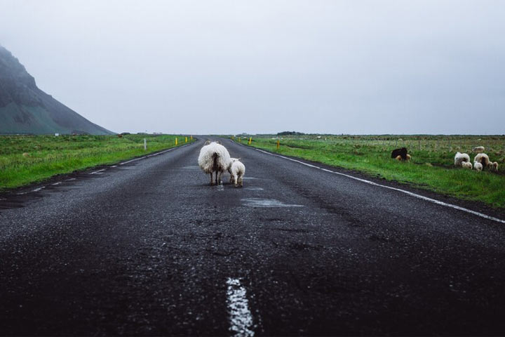 Безнадзорный скот на дорогах Хакасии привел к трагедиям
