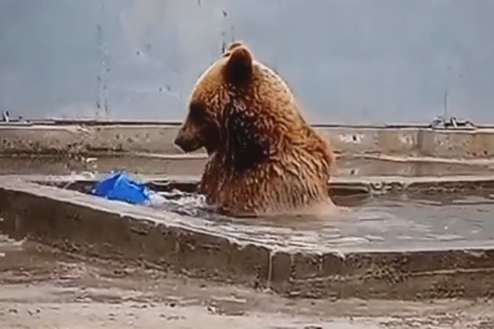 Медведи открыли купальный сезон в Абакане