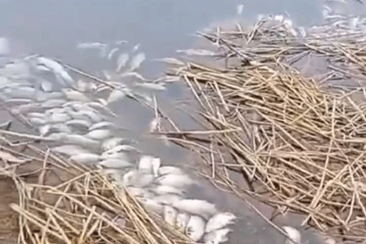 Такое впервые: на озере Теплое в Сорске массовая гибель рыбы